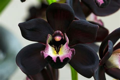 Black Orchids: A Fascinating Journey and Care Guide for These Exotic ...