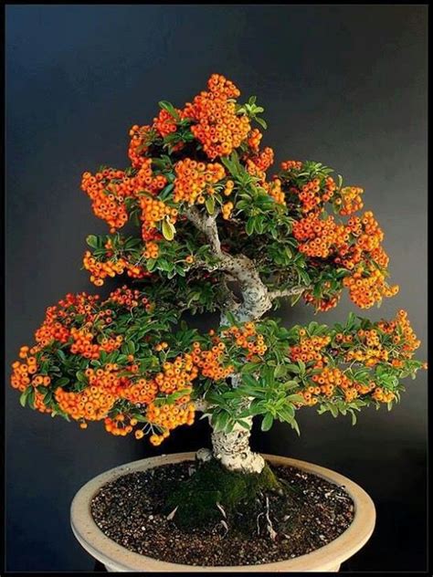 Inspirasi Terpopuler 22+ Orange Jasmine Bonsai