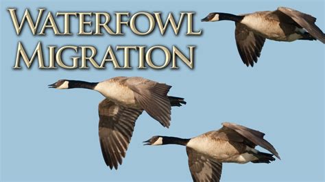 Waterfowl Migration - YouTube