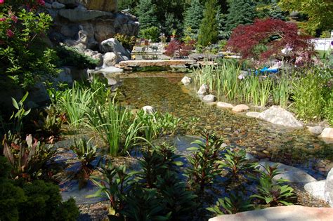 Koi pond design | Stream with aquatic plants