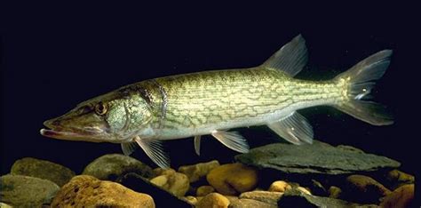 How Big Do Chain Pickerel Get? – Northern Pike Fishing Tips