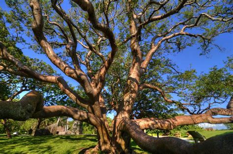 gumbo limbo tree fruit - Would Be Great Diary Custom Image Library