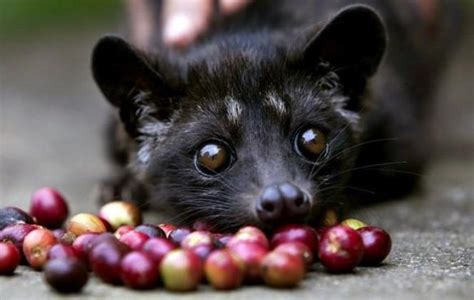 Kopi Luwak “Cat Poop” Coffee is the World’s Costliest, and Cruel (VIDEO ...