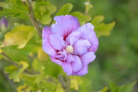 Flower Hibiscus Purple Flowers · Free photo on Pixabay