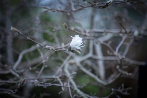 Tree Branch Flower Free Stock Photo - Public Domain Pictures