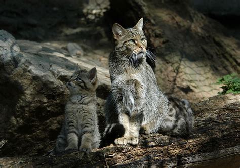 The Three Wild Cats Found In Europe - WorldAtlas