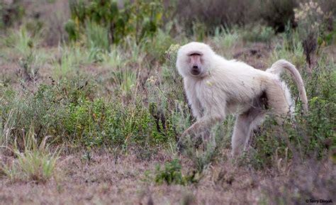 Sighting of Rare White Baboon in Arusha National Park - Tanzania - Safaritalk