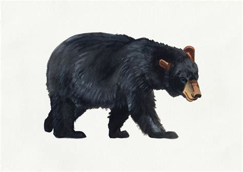 Watercolour Black Bear Drawing Art Print by Emma Fitzgerald | Black ...