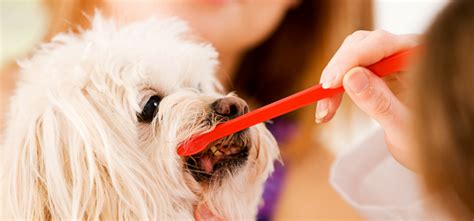 Dog Dentist - Dog Dental Hygiene Clinic Near Me