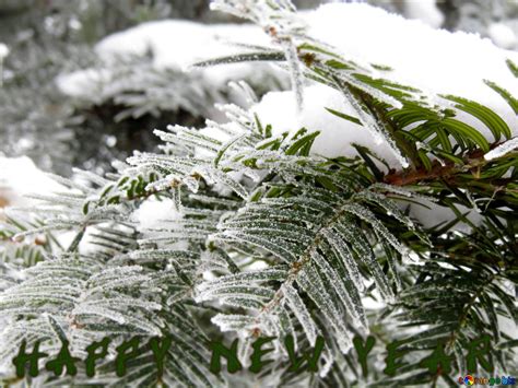 Snowy Christmas tree happy new year №91363