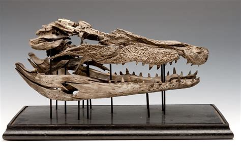 Specimen of the Week 353: The exploded crocodile skull | UCL UCL Culture Blog