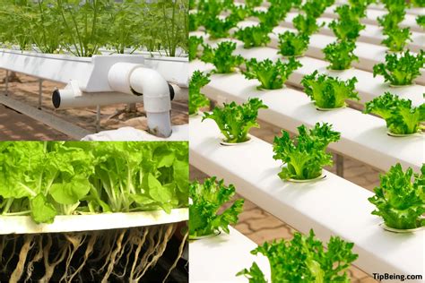 What is Hydroponic Gardening? [Advantages of Hydroponics] | Tip Being 2024