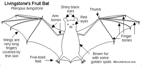 flying fox diagram - Clip Art Library