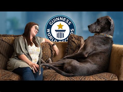 Great Dane is the World's Tallest Dog - Guinness World Records