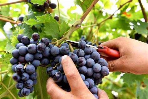 Grape harvest 2018 - Agricultural News