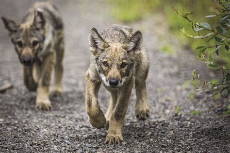 Wolf Hunting… Through the Lens - Northern Wilds Magazine