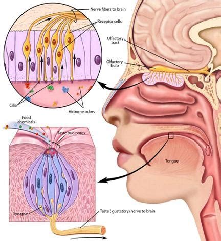 Taste Disorders Symptoms, Causes, Diagnosis and Treatment - Natural Health News