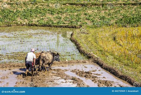 Plowing with oxen editorial stock image. Image of cattle - 44275969