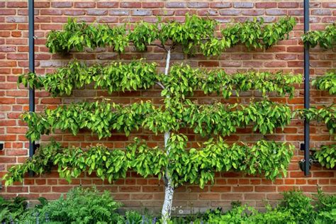 How To Create An Espalier Fruit Tree Screen | Horticulture.co.uk