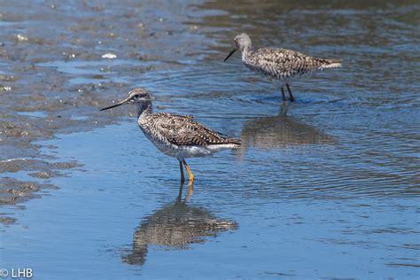 Willet | Don Edwards Wildlife Refuge Alviso, CA - 2020-06-13… | Flickr