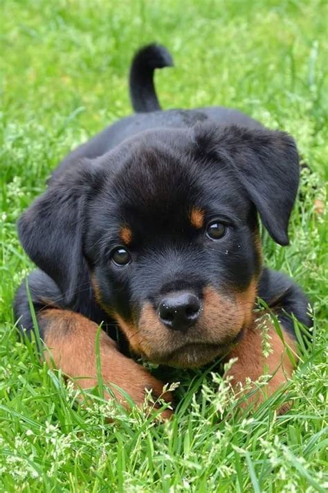 Pin by Lisa De Jesus on Rottweiler Love | Cute dogs, Baby animals, Cute ...