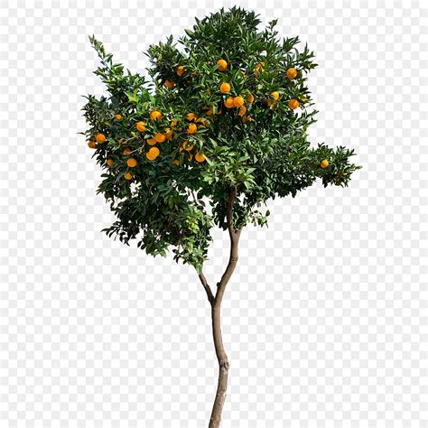 Real Fruits PNG Picture, Orange Tree With Fruits Real Png, Orange Tree ...