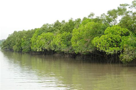 The Sundarbans. Sundarbans in India is the largest mangrove forest in ...