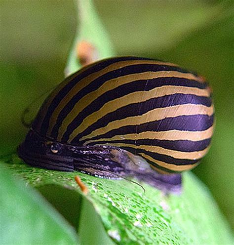 Nerite Snails (Neritina natalensis) | Tropical Fish Keeping