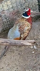 Poultry Pheasant Hatching Eggs for sale | eBay