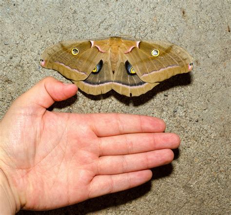 On the Subject of Nature: Mothing at Clear Creek: The Showy