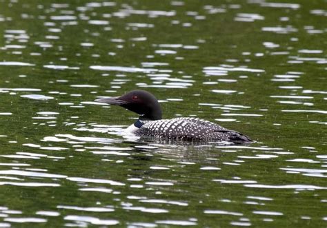 Loon Symbolism: 8 Spiritual Meanings of Loon | Animal totems, Aquatic birds, Spirit animal