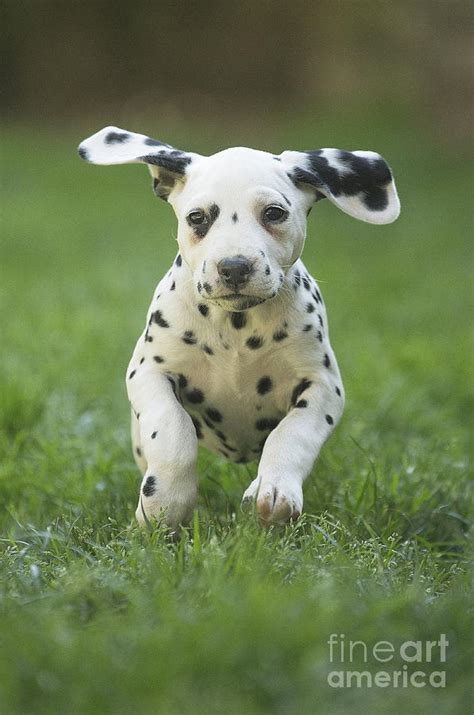 Dalmatian Dog