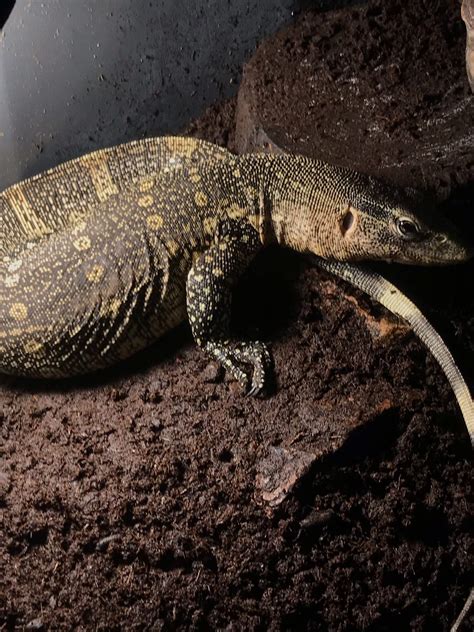 Monitor Lizard Diet | Wiki | Reptiles Amino