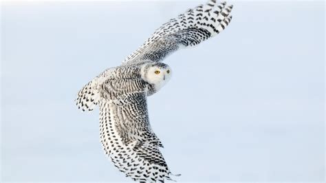 harfang des neiges-Oiseau Photographie fonds d'écran-1920x1080 Téléchargement | 10wallpaper.com