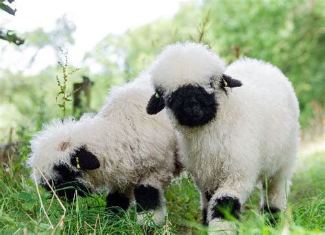 Valais Blacknose Sheep