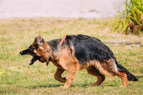 How to Stop Dog on Dog Aggression - Growl Snarl Snap