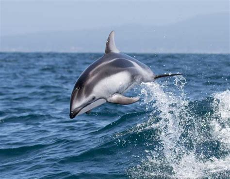 The Marine Mammal Center | Pacific White-Sided Dolphin