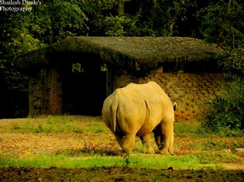 Mysore Zoo Animals..!!