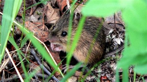 They scurry, climb and chew, but have you heard of jumping mice? | CBC News