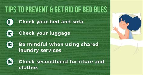 The Ultimate Guide to Bed Bugs Prevention in Singapore