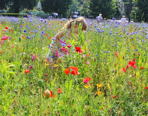 .: Wildflower Meadow - How does your Garden grow