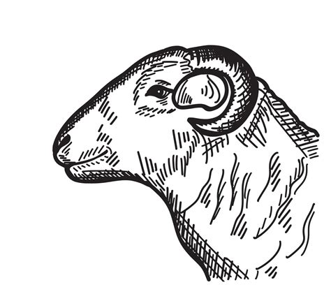 Sheep ram head cartoon hand drawn sketch Domestic livestock Vector ...