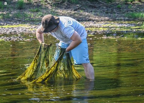 Researchers review environmental conditions leading to harmful algae blooms