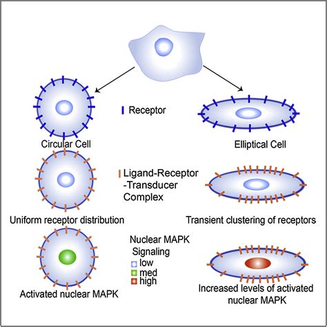 Decoding Information in Cell Shape: Cell