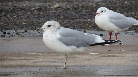 BRITISH BIRDING ASSOCIATION: BIRD IDENTIFICATION