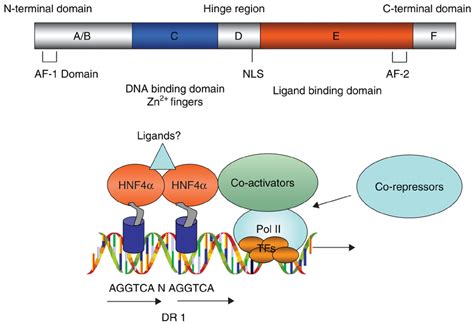 The structure of HNF4 α The domain structure of a typical nuclear ...