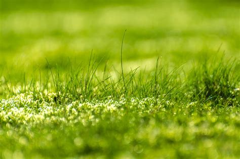 Green Grass Free Stock Photo - Public Domain Pictures