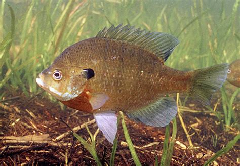 Lepomis macrochirus (bluegill) | CABI Compendium