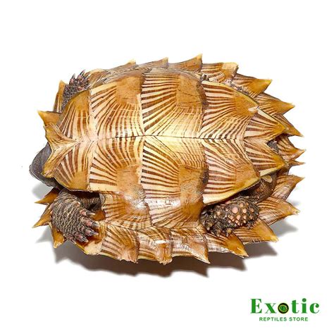 Spiny Turtle - Exotic Reptiles Store