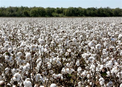 Cotton harvests expected to top 1,000 pounds again | Mississippi State ...